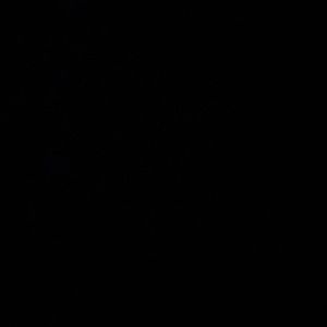 Meet your Posher, Delaney